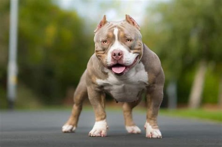How much does a XL bully cost?