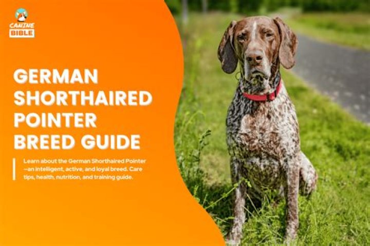 How much does it cost to adopt a German Shorthaired Pointer?