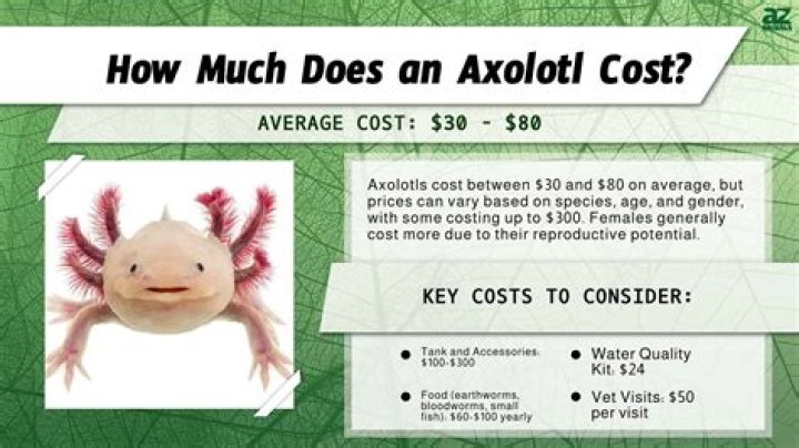 How much does it cost to get a CDL in NM?