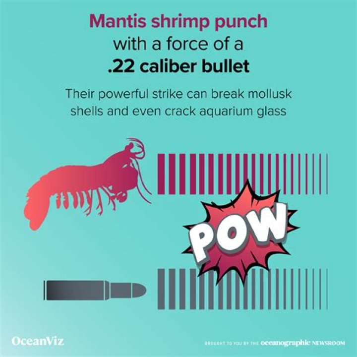How much force does a mantis shrimp punch with?