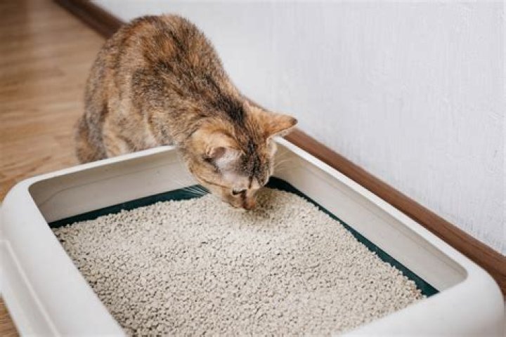 How much is a Cat 450?