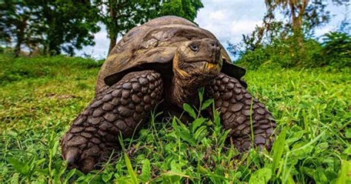 How much is a giant Galapagos tortoise?