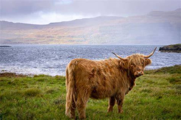 How much is a Scotland Highland cow?