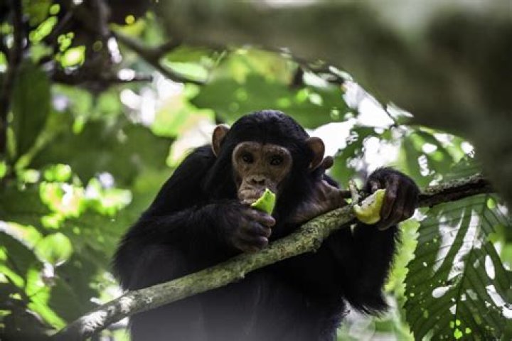 How much meat do chimpanzees eat?