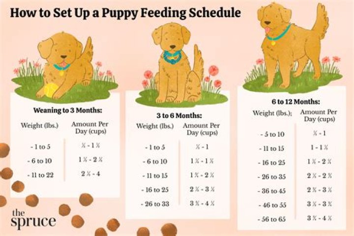 How much should a 4 month puppy nap?