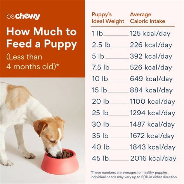 How much should an 8 pound dog eat?