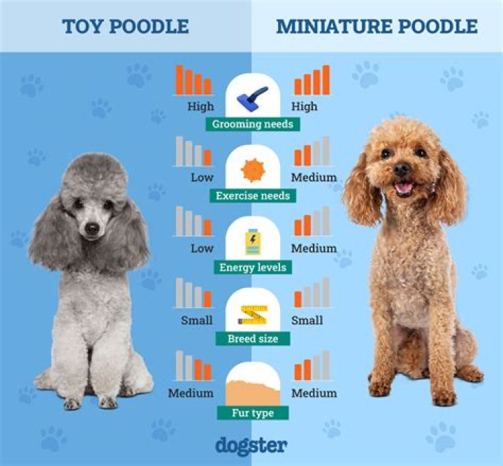 How much should I pay for a miniature poodle?