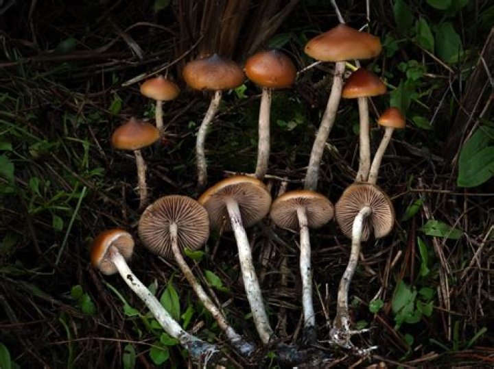 How old are hallucinogenic mushrooms?
