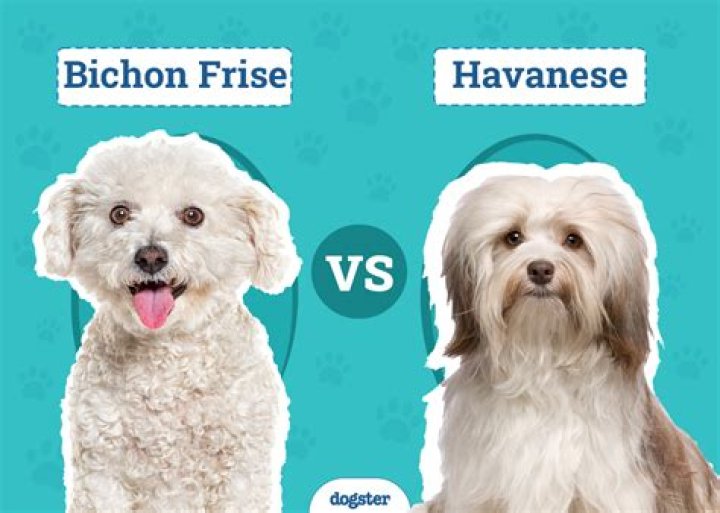 How smart is a Bichon Havanese?