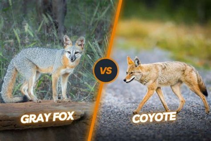 How tall is a GREY fox?