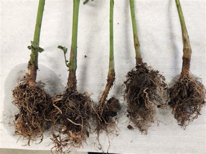 How to treat Thielaviopsis?