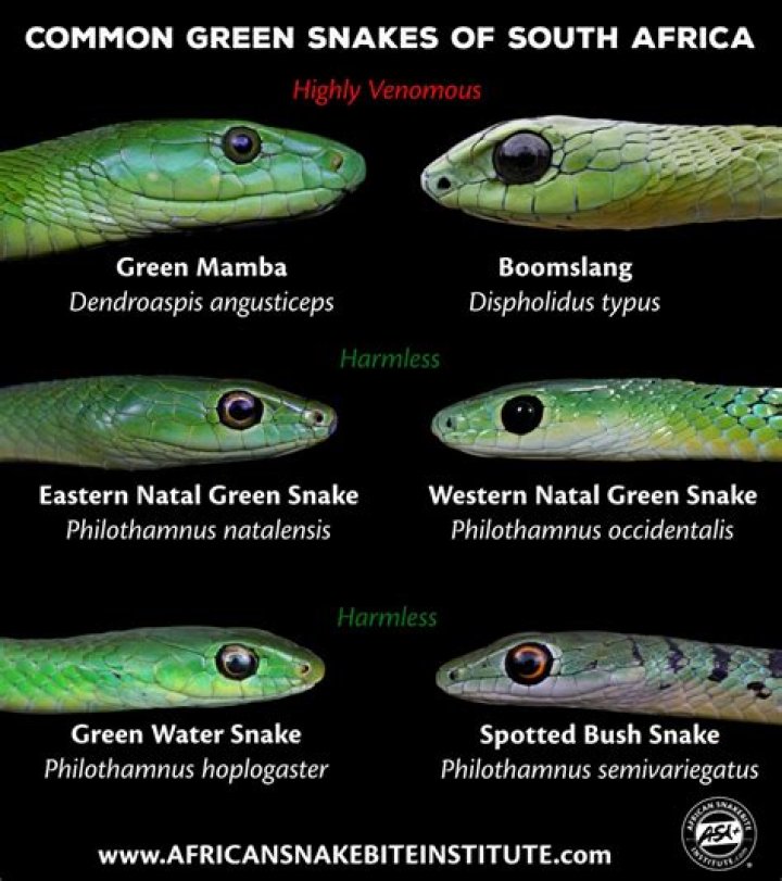 How venomous is a green vine snake?