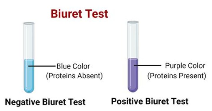 How will you estimate the protein by biuret method?
