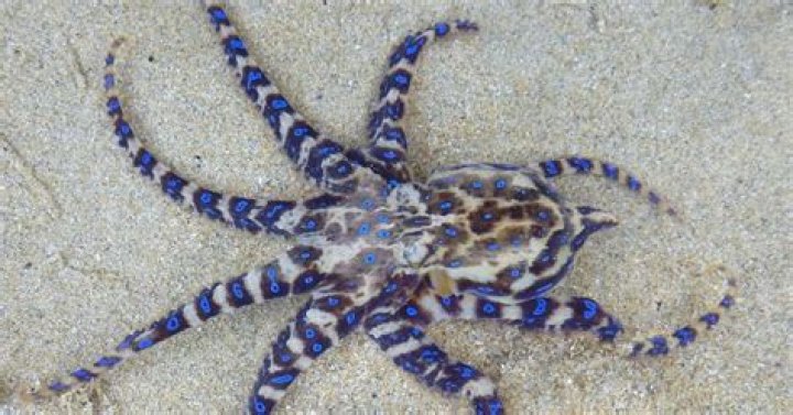 Is a blue-ringed octopus venomous?