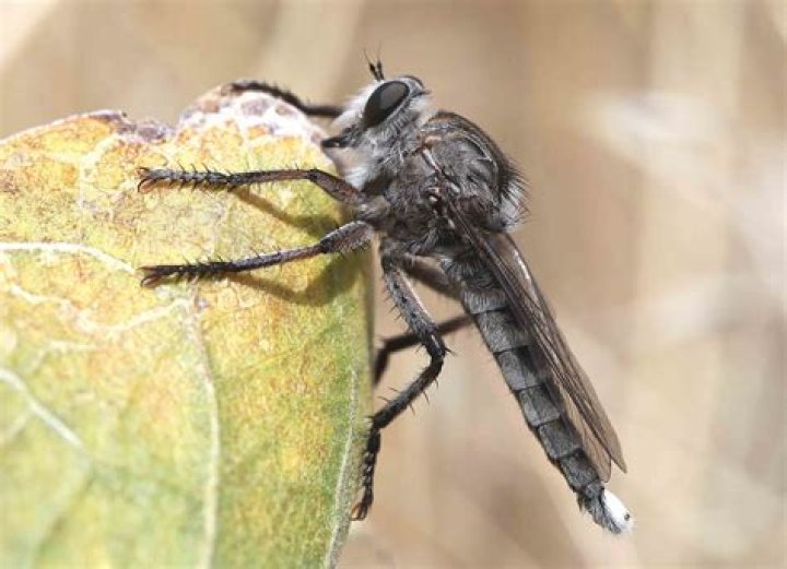 Is a robber fly poisonous?