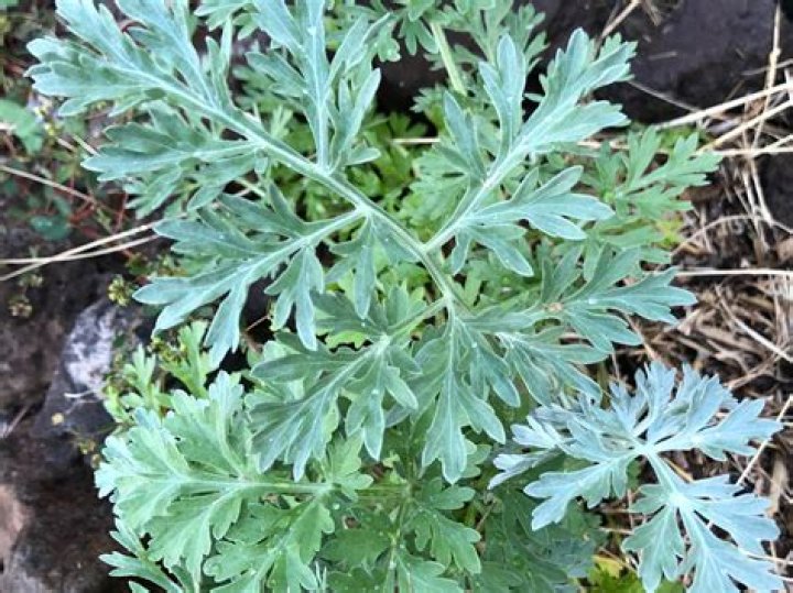 Is Artemisia the same as wormwood?