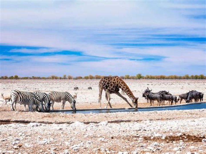 Is Etosha National Park open?