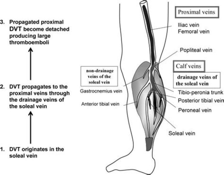 Is gastrocnemius vein a deep vein?