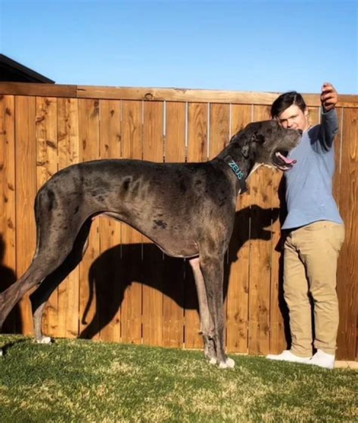 Is Great Dane Zeus still alive?
