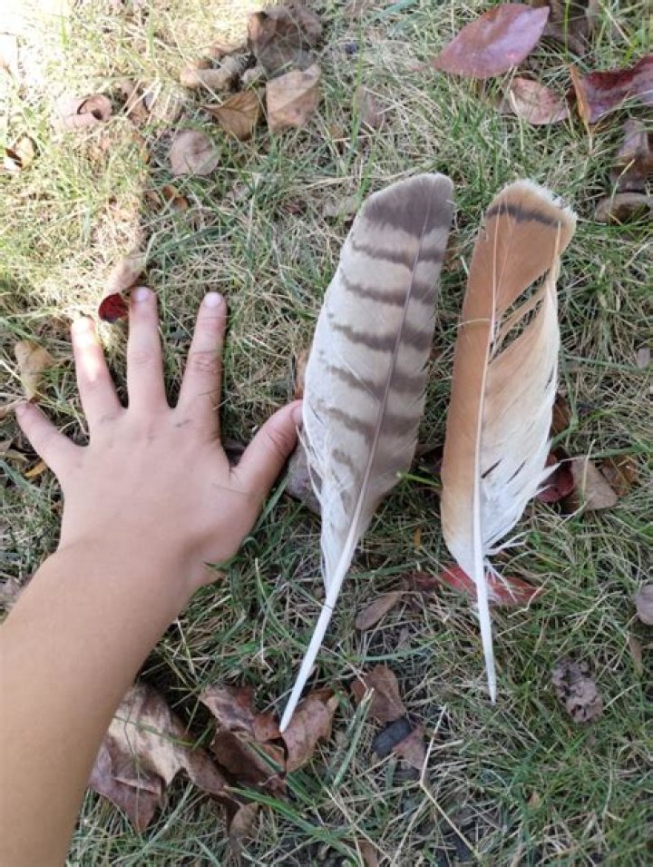 Is it illegal to possess a hawk feather?