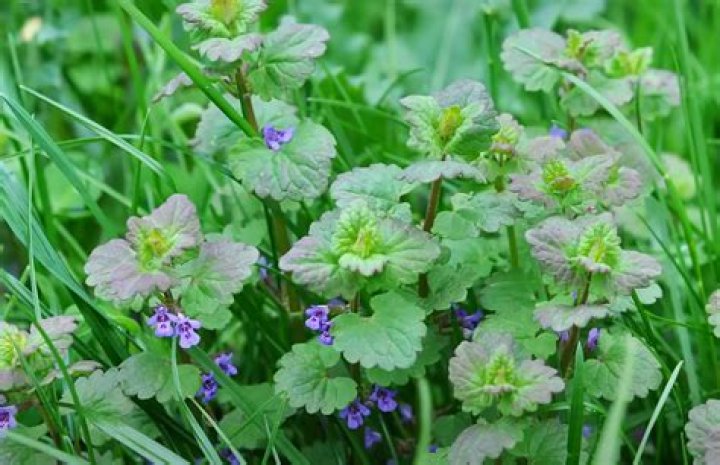 Is it OK to eat weeds?