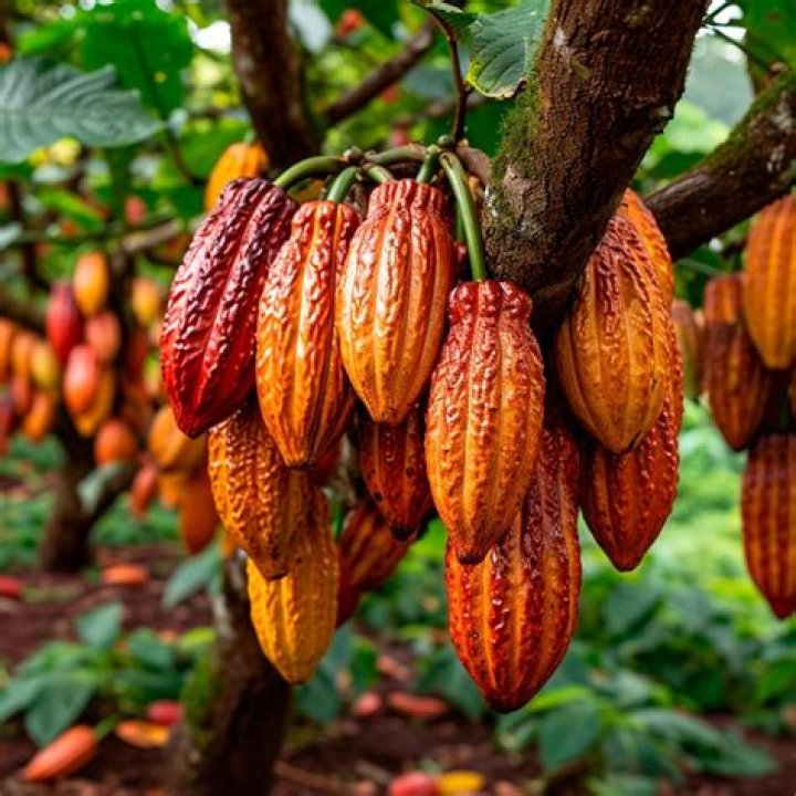 Is it pronounced cocoa or cacao?