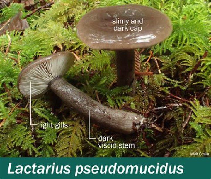 Is lactarius Torminosus poisonous?