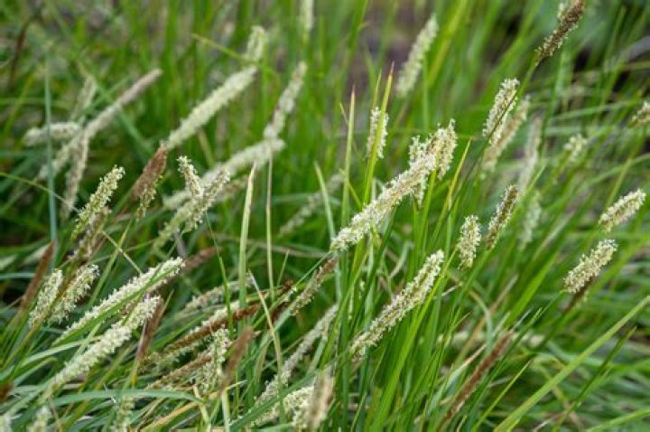 Is moor grass invasive?
