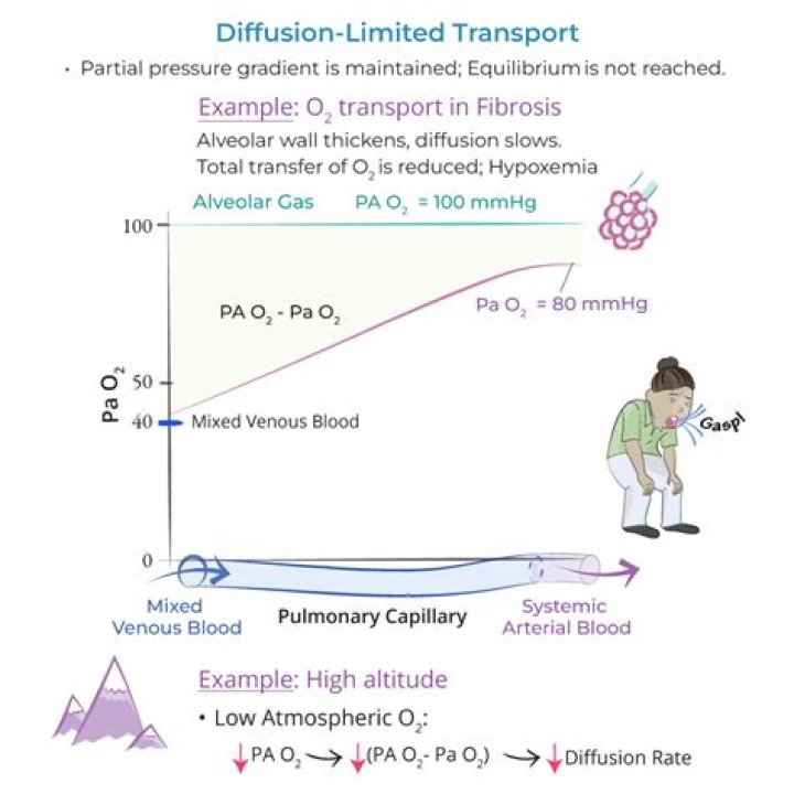 Is oxygen diffusion limited during exercise?