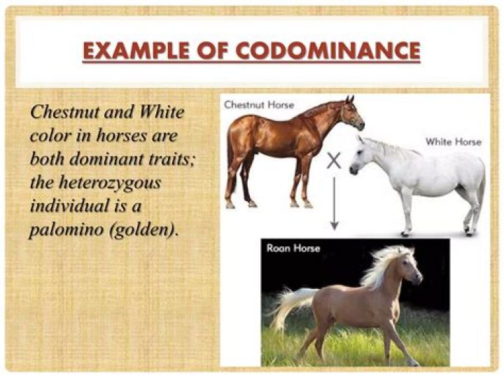 Is palomino incomplete dominance?
