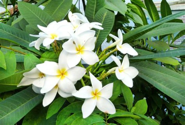 Is plumeria a vine?