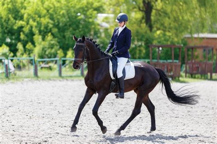 Is reining Western dressage?