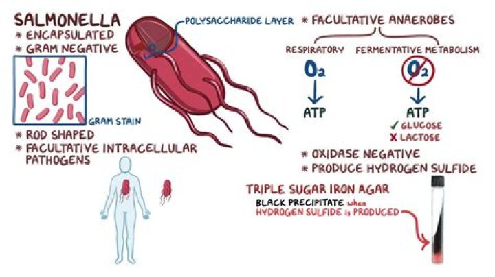 Is Salmonella enteritidis oxidase positive or negative?
