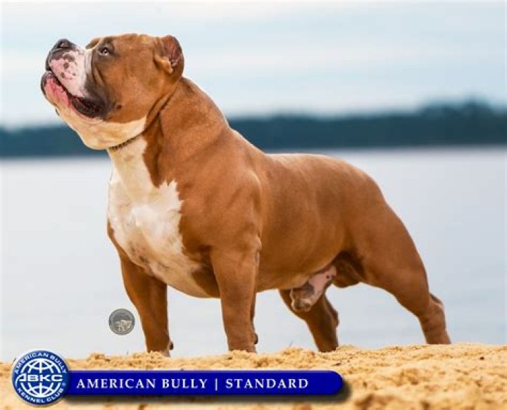 Is the American Bully aggressive?