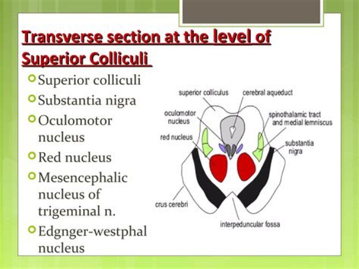 Is the Edinger-Westphal nucleus in the superior colliculus?