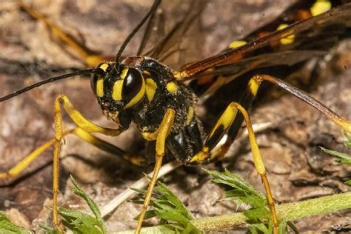 Is the giant ichneumon wasp poisonous?