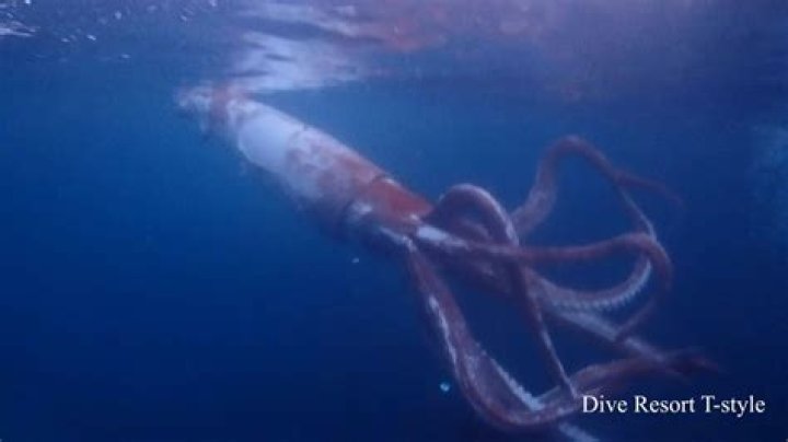 Is the giant squid still alive?
