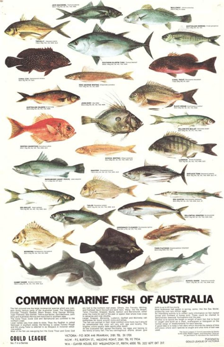 Is there an app to identify fish species?