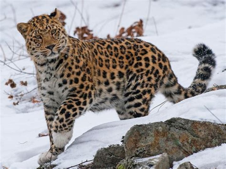 Is there Leopards in Greece?