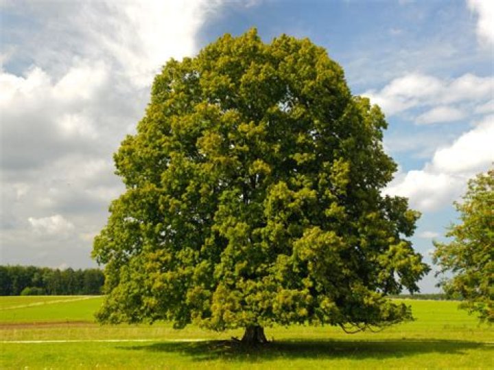Is Tilia the same as Linden?