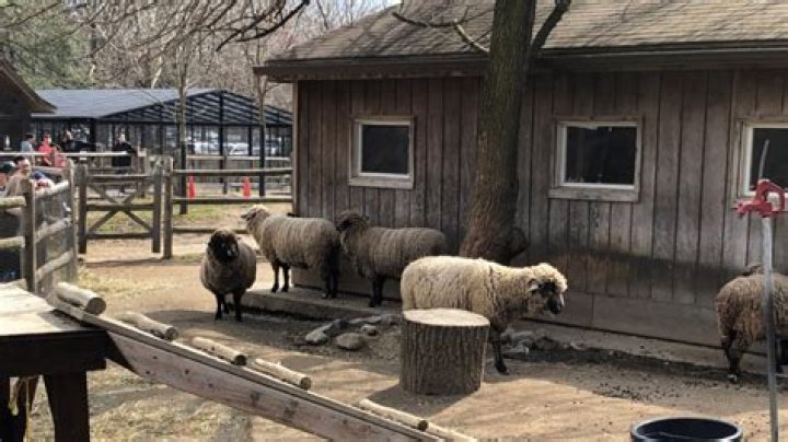 Is Van Saun zoo free?