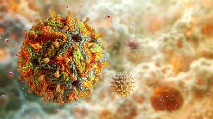 Is Zika virus a Flavivirus?