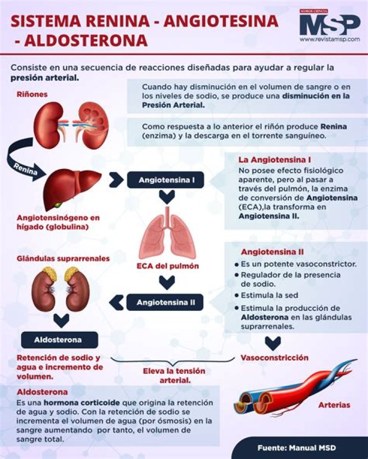 Que pasa si la arteriola eferente se dilata?