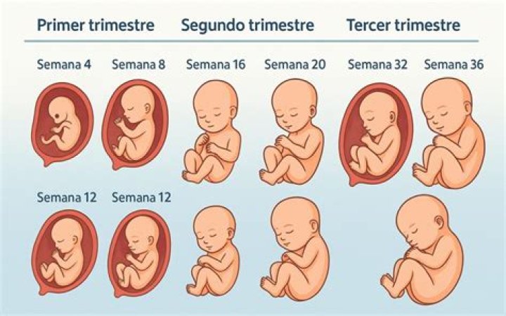 Que significa la semana 22 del embarazo?