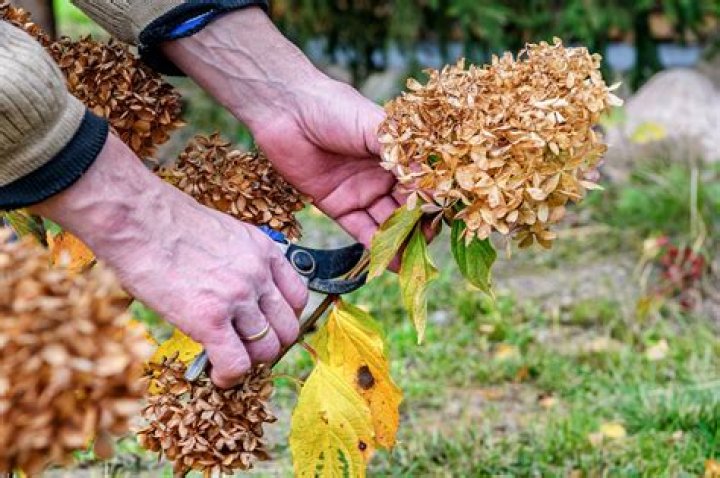 Should you cut back oakleaf hydrangea?