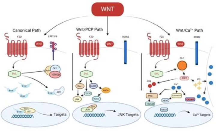 What activates FGF?