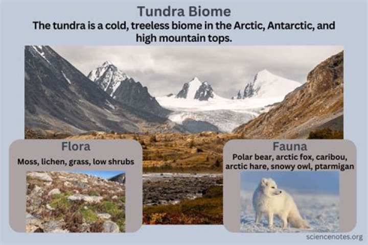 What Adaptations do animals have in the tundra?