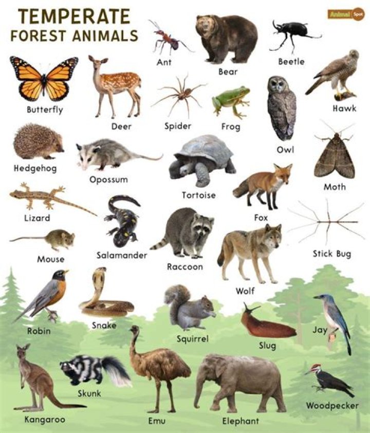 What animals are found in the temperate deciduous forest?