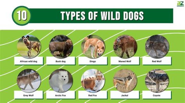 What animals are typically found in California?