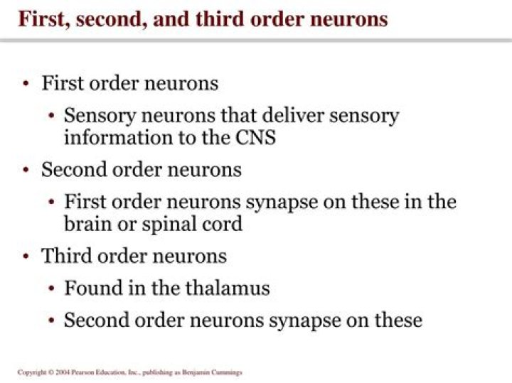 What are 1st 2nd and 3rd order neurons?